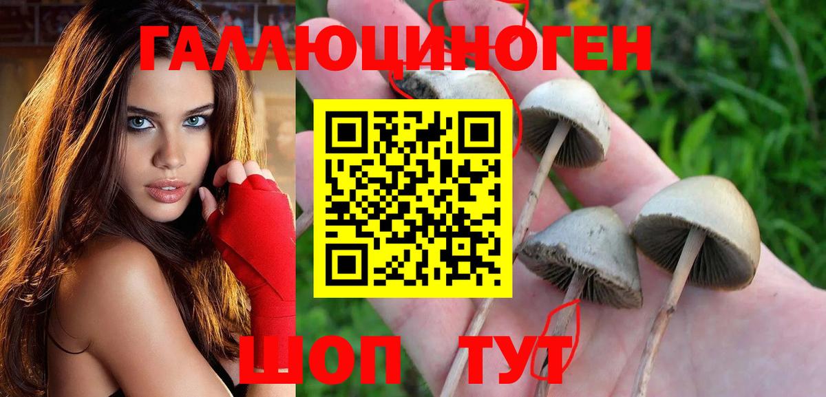 Галлюциногенные грибы Psilocybe Гай